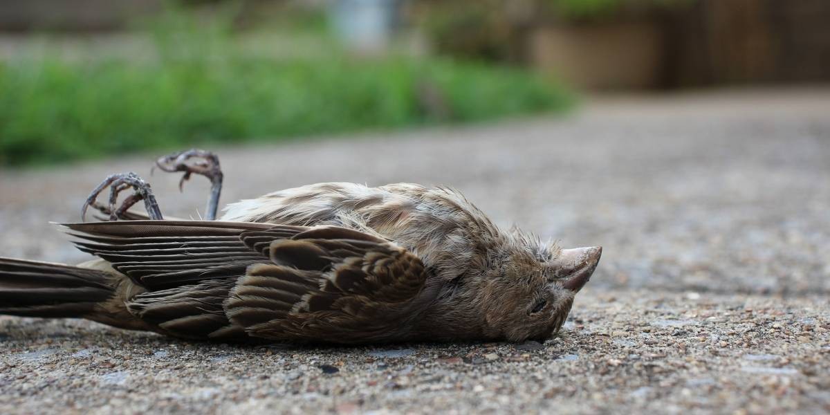 Alertan sobre el riesgo de contraer psitacosis por la manipulación de aves silvestres muertas | Información General