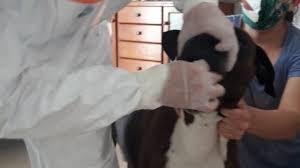 Investigadores afirman que animales pueden adquirir el coronavirus pero no lo transmiten a humanos | Información General