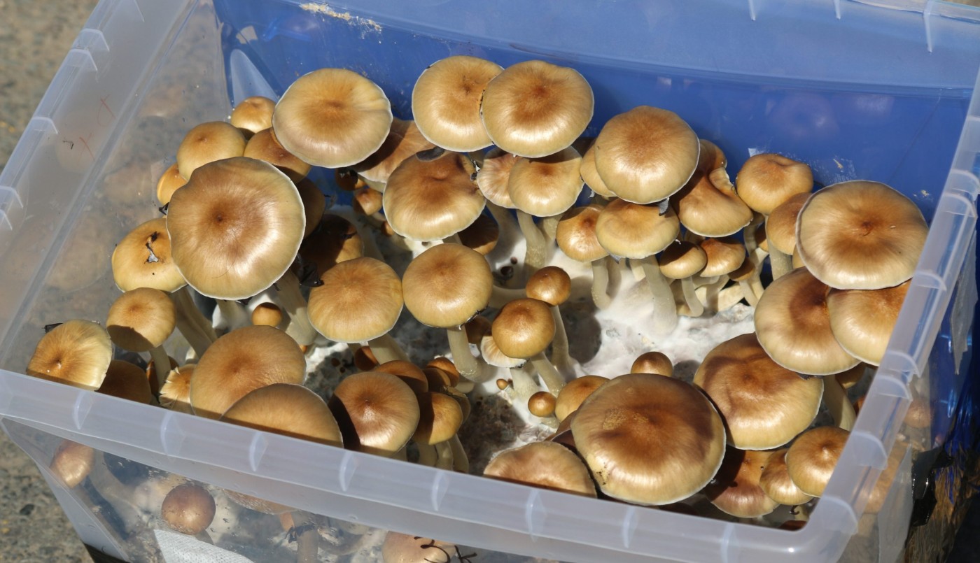 Se inyectó una infusión de hongos alucinógenos y empezaron a crecerle dentro del cuerpo | Tecnología