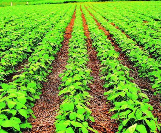 La soja, imparable. ¿Por qué sube? | Información General