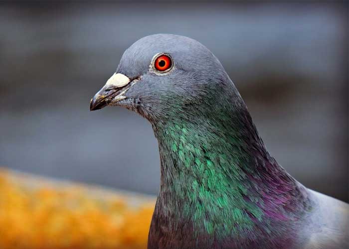 Una paloma estadounidense que cruzó el océano es considerada un "riesgo de bioseguridad para la fauna aviar" en Australia | Tecnología