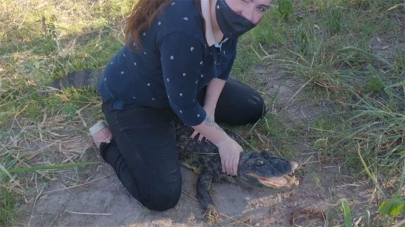 Murió un yacaré que se habría comido un caniche: lo habrían capturado con un anzuelo | Información General