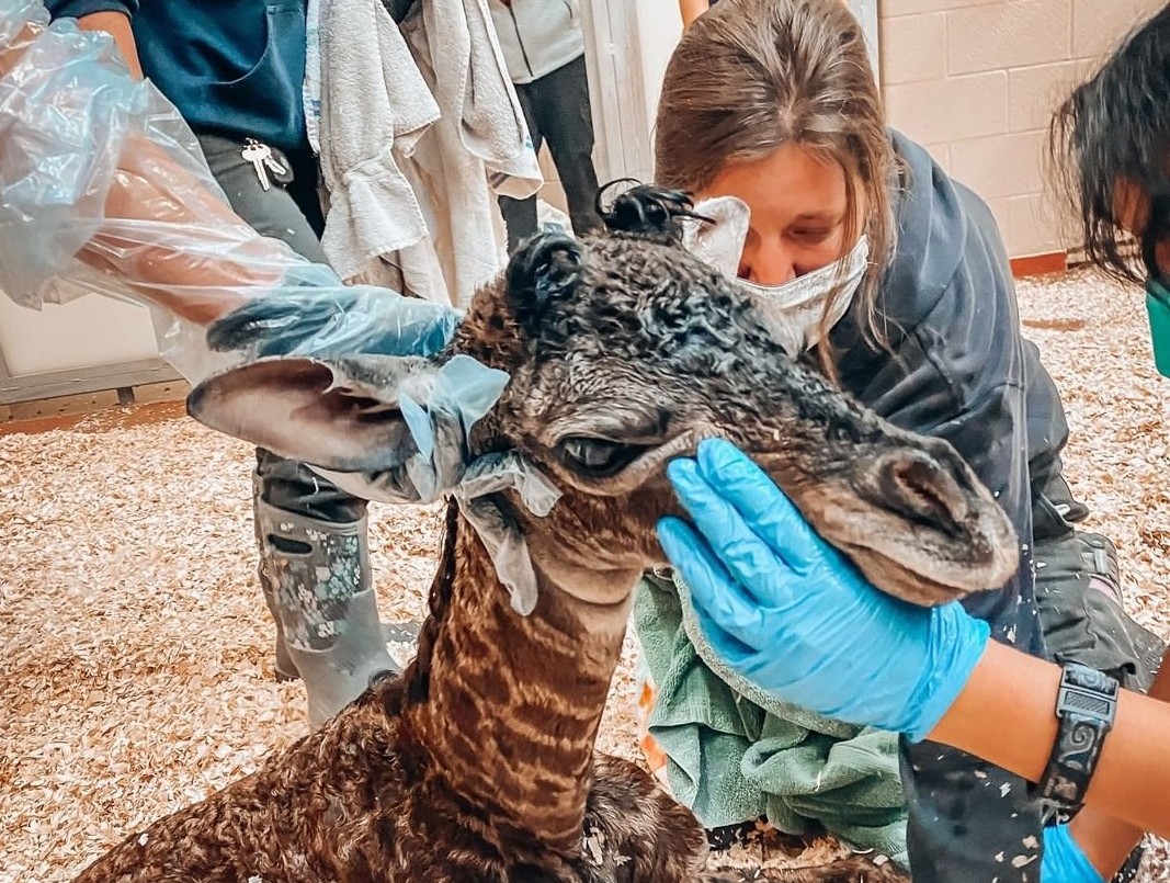 Tristeza: jirafa recién nacida murió en un zoológico tras ser pisada por su madre | Tecnología