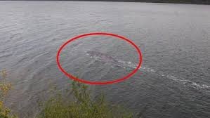 ¿Misterio resuelto?: un científico asegura que descubrió que animal es el monstruo del lago Ness | Tecnología