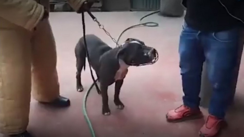 Un nene de 6 años murió atacado por dos perros pitbull: su madre lo dejó solo para ir a hacer las compras | Información General