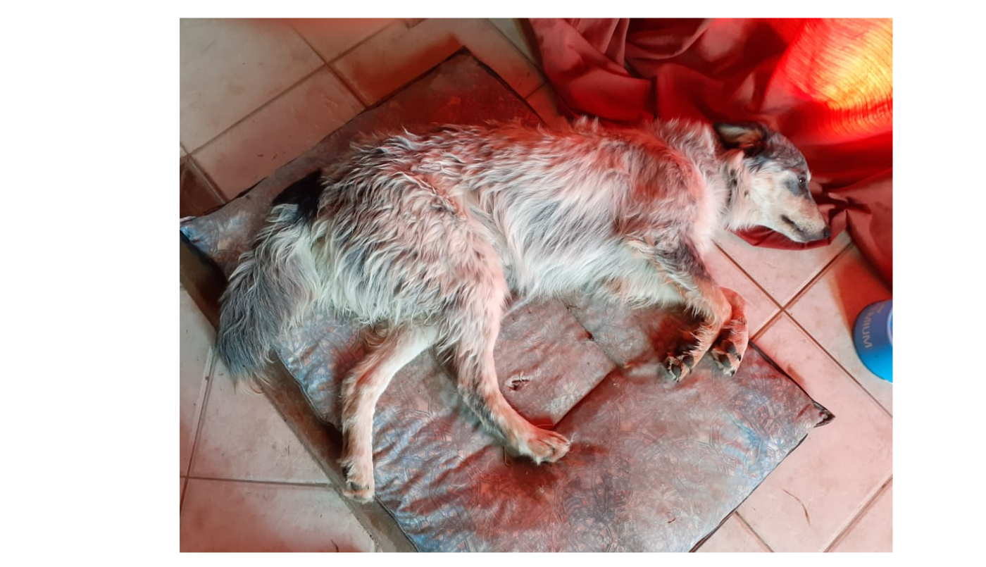 Vende su PlayStation para pagar la operación de su perra que fue atropellada | Información General