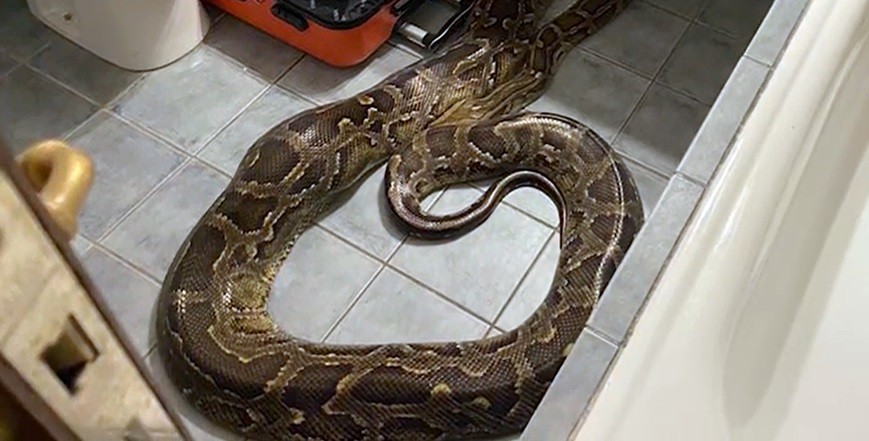Empleadas de un hotel entraron a limpiar una habitación y hallaron una pitón de más de 40 kilos | Información General