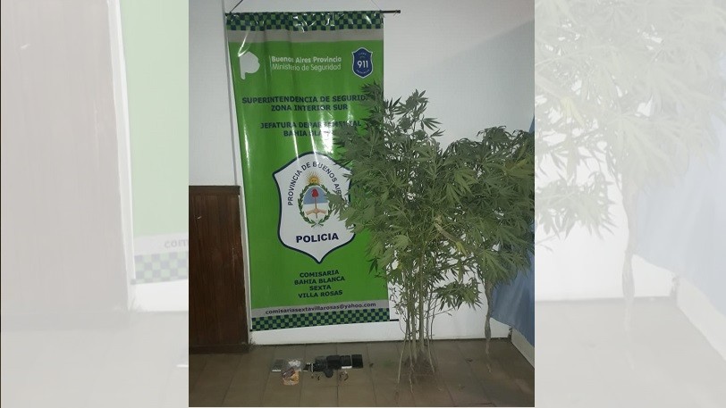 Por una pelea entre amigos, la Policía encontró cinco plantas de marihuana | Información General