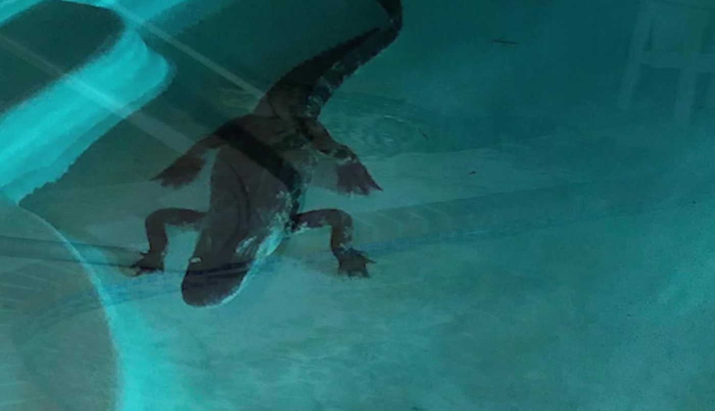 Un cocodrilo de tres metros se les metió en la pileta de su casa | Tecnología