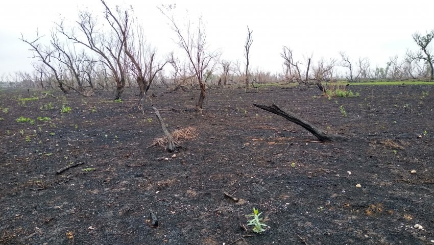 Un grupo de expertos de la UNR investiga cómo afectó el fuego a las comunidades vegetales de las islas | Información General