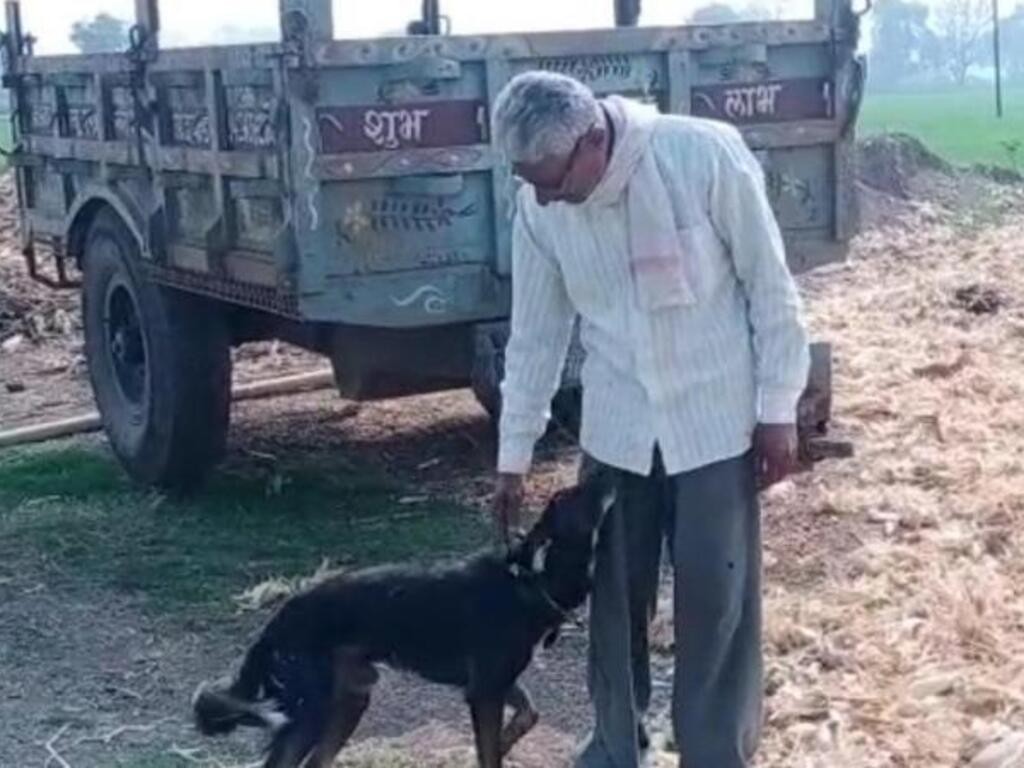 Distanciado de sus hijos, un hombre le dejó la herencia a su perro | Tecnología