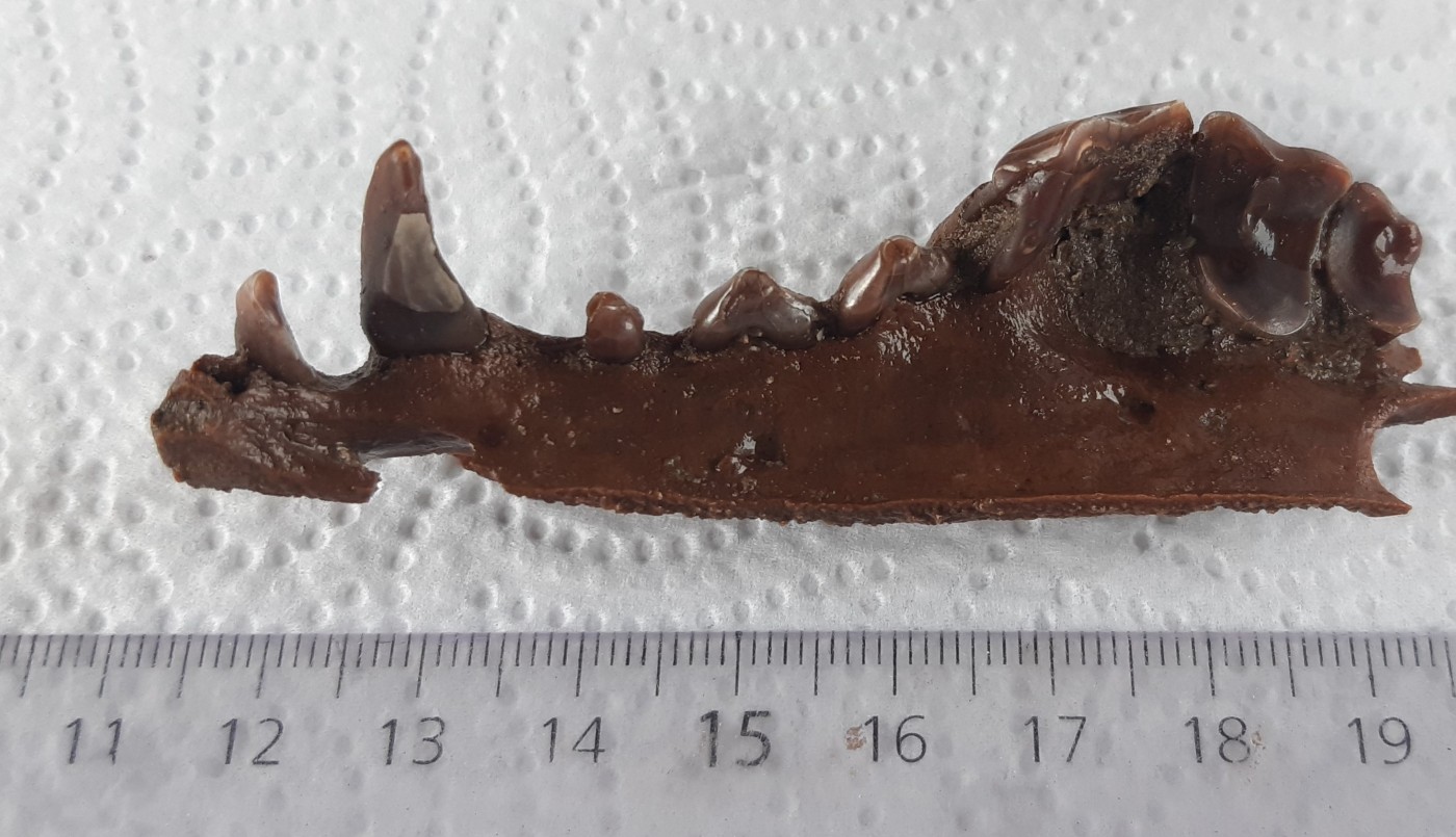 Por la sequía encuentran restos fósiles de 10 mil años en Junín | Información General