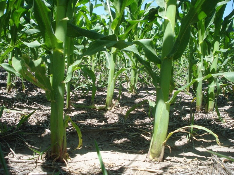 Descubren un mecanismo de control del crecimiento en altura de las plantas | Información General