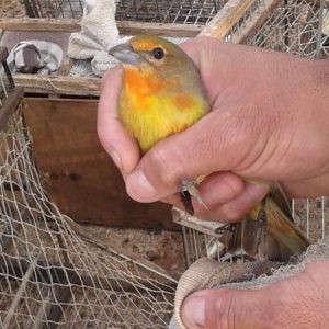 Liberan 51 especies de aves silvestres y exóticas de un domicilio particular | Información General