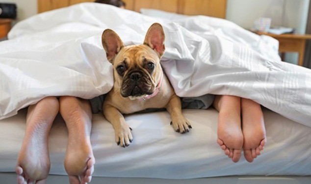 Más de 10 mil pesos por noche para alojarte con tu perro en un hotel en Argentina | Tecnología