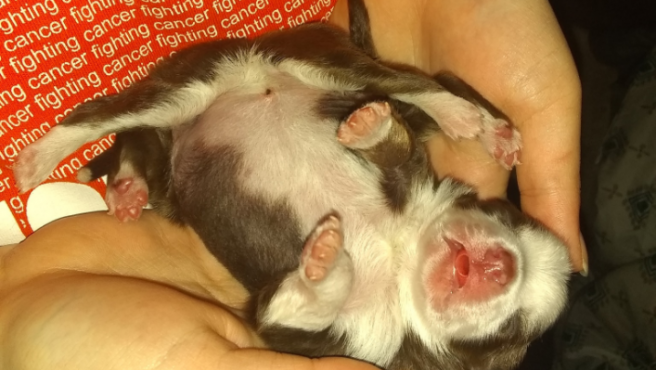 Video: la perrita que nació con 6 patas, 2 colas y 2 aparatos reproductores | Tecnología