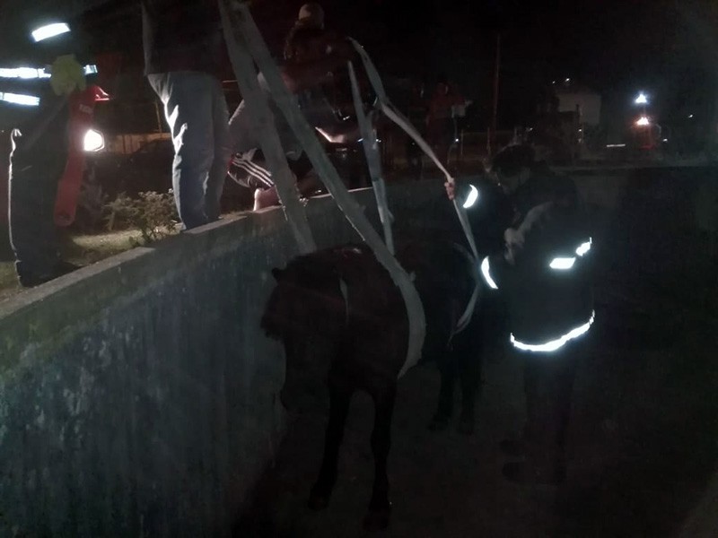 Rescataron caballo que cayó a un inmenso piletón de una fábrica de gas | Información General
