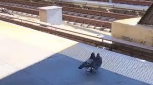 Video de TikTok: las dos palomas que empujan a otra a las vías del subte de Nueva York | Tecnología