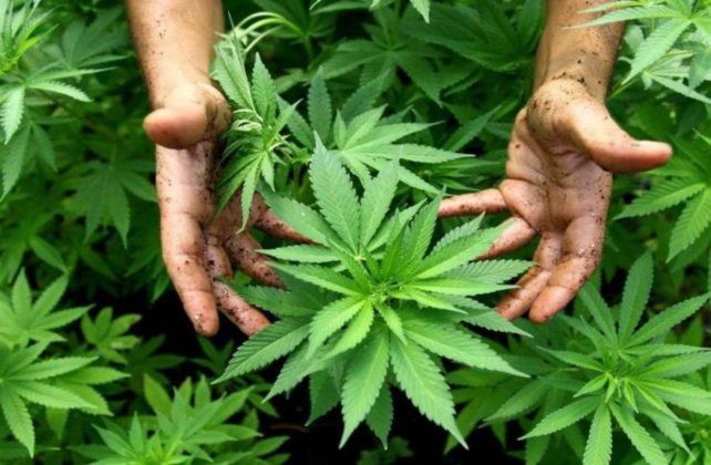 Reprocann: El Gobierno reglamentó el registro de autocultivo de cannabis medicinal | Información General