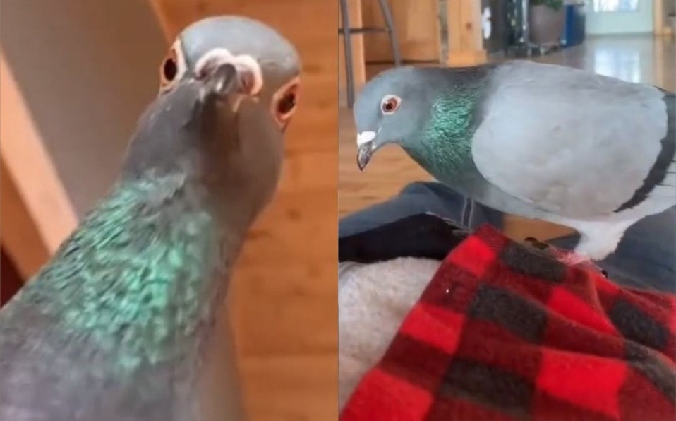 Video: la reacción de una paloma cuando su dueña finge que está muerta | Tecnología