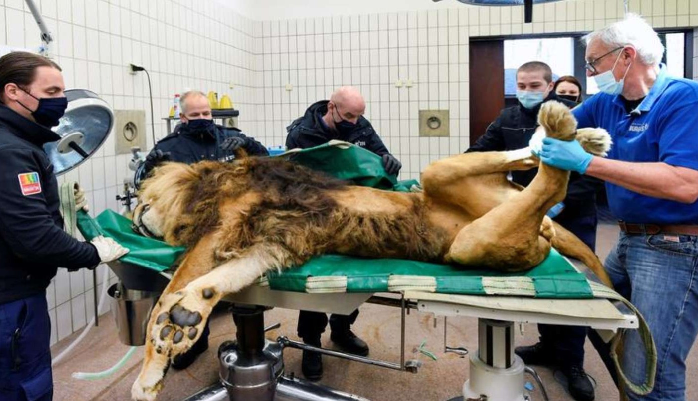 Un león embarazó a 2 leonas, tuvo 5 cachorros en un zoo y le hicieron una vasectomía | Tecnología