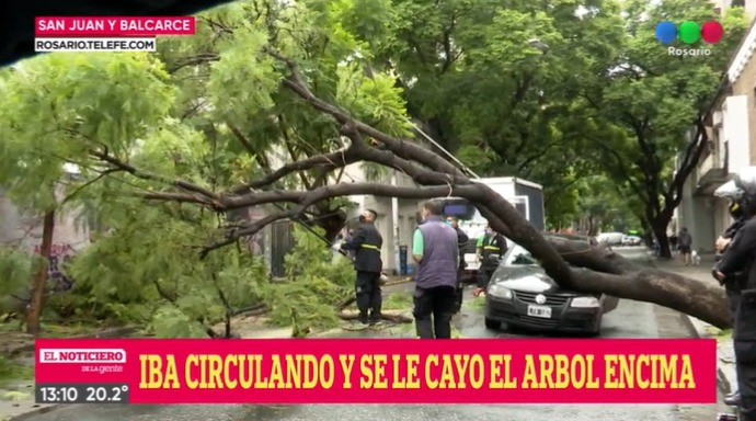 Video: un árbol cayó encima de un auto en San Juan y Balcarce | Rosario y la región