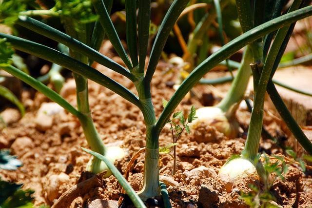 Investigadores argentinos descubren una clave molecular para cultivos que se adapten al frío | Tecnología