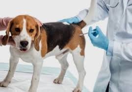 Rusia anuncia para finales de abril una vacuna contra el Covid-19 para animales | Internacionales