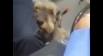Amigo fiel: Un perro persiguió la ambulancia donde iba su dueño y los paramédicos lo dejaron subir | Tecnología