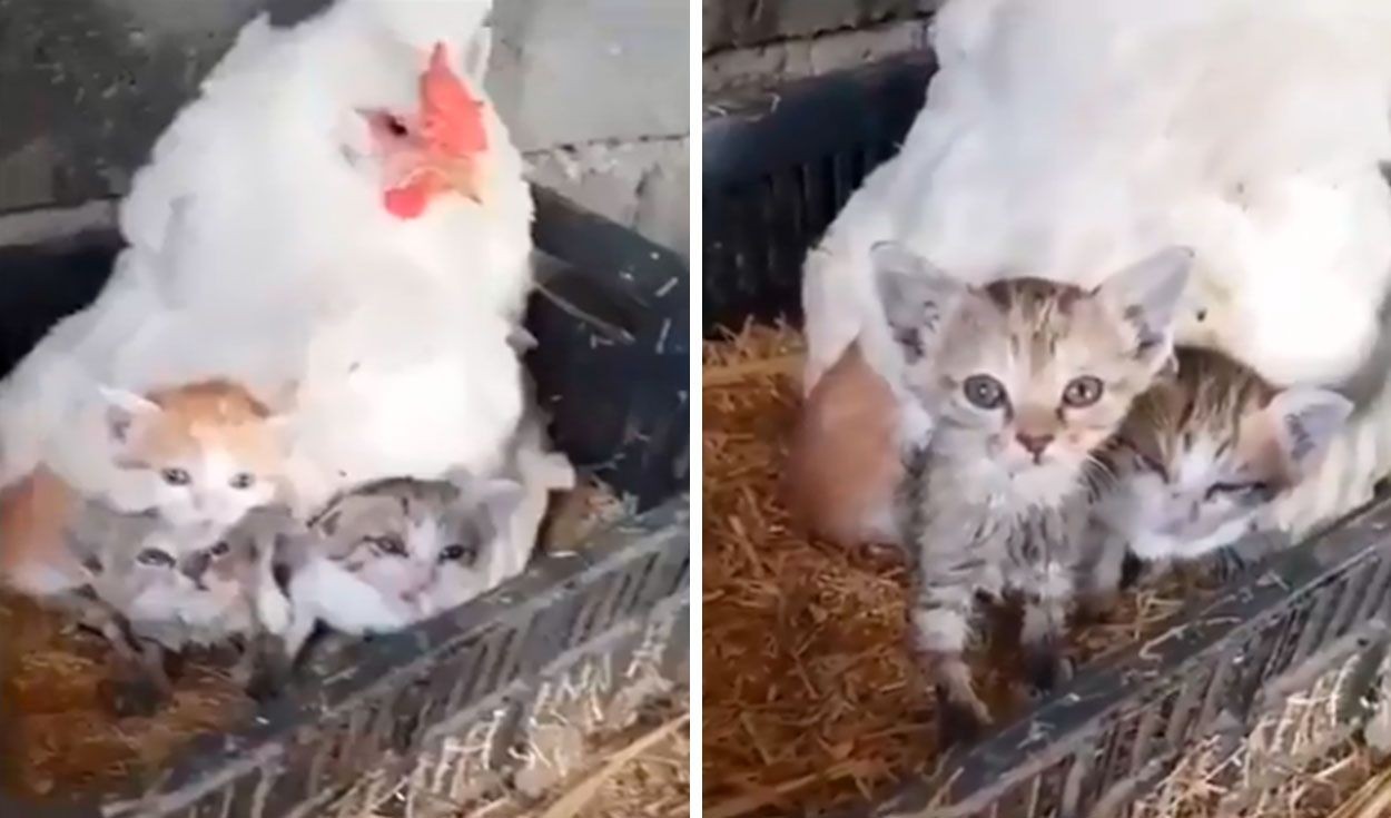 Video: la gallina que adoptó tres gatitos como si fueran sus pollitos | Tecnología