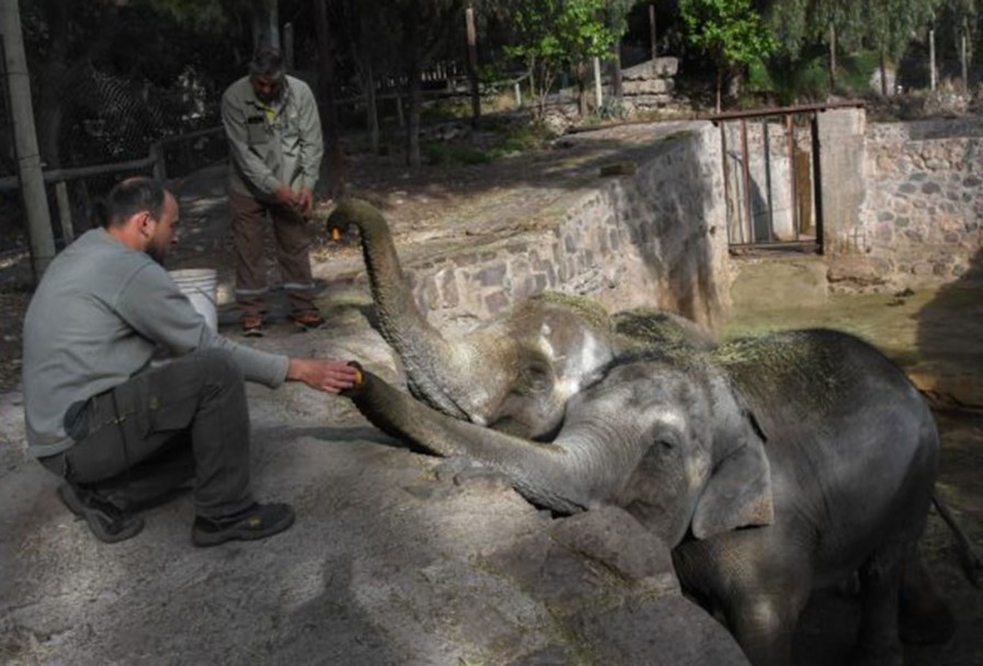 Preparan el traslado de dos elefantes del Ecoparque mendocino a un santuario de Brasil | Información General