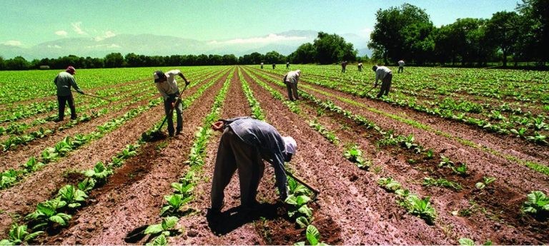 Falta mano de obra en las economías regionales | Economía y negocios