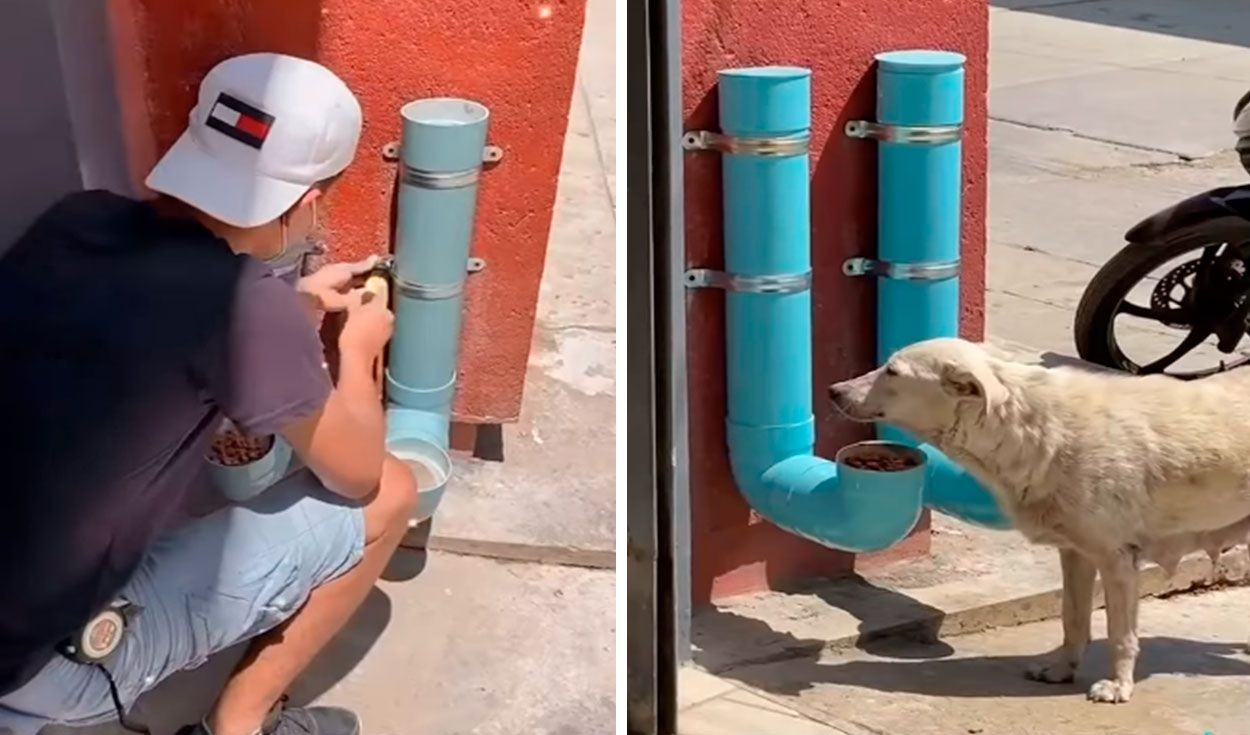 Un joven colocó dispensadores de comida y agua para ayudar a perros callejeros | Tecnología