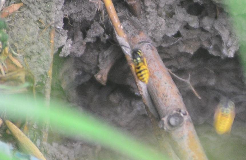 Preocupación en Viedma por el ataque de avispas amarillas | Tecnología