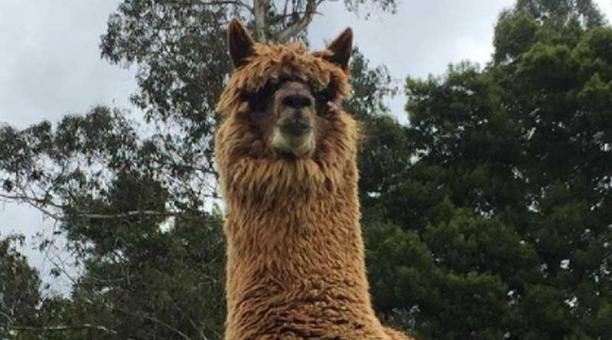 Anticuerpos de la alpaca combaten las cepas brasileña, británica y sudafricana del coronavirus | Internacionales