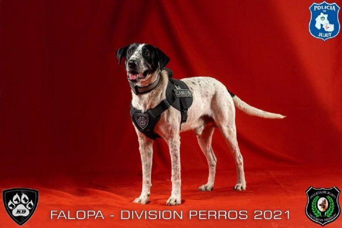 Jujuy presentó sus perros de policía: uno se llama "Falopa" | Información General