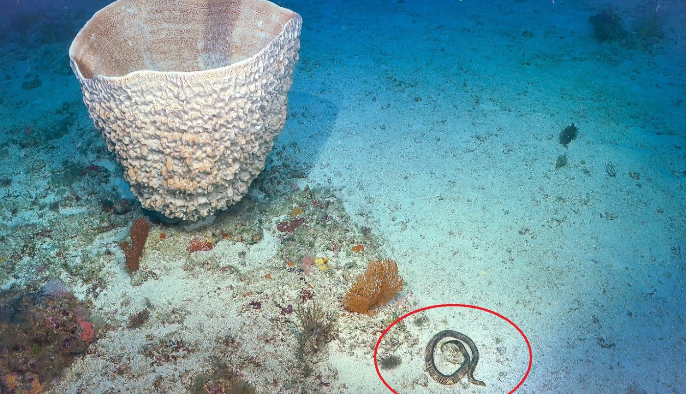 Reapareció una serpiente marina venenosa que se creía extinta | Información General
