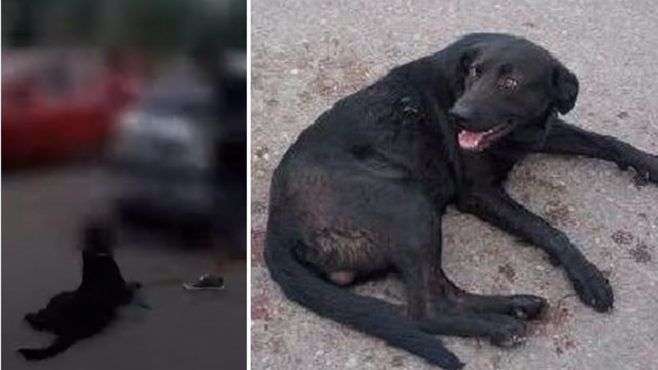 Condenada a pagar 1000 kilos de alimento por arrastrar con el auto a su perro | Información General