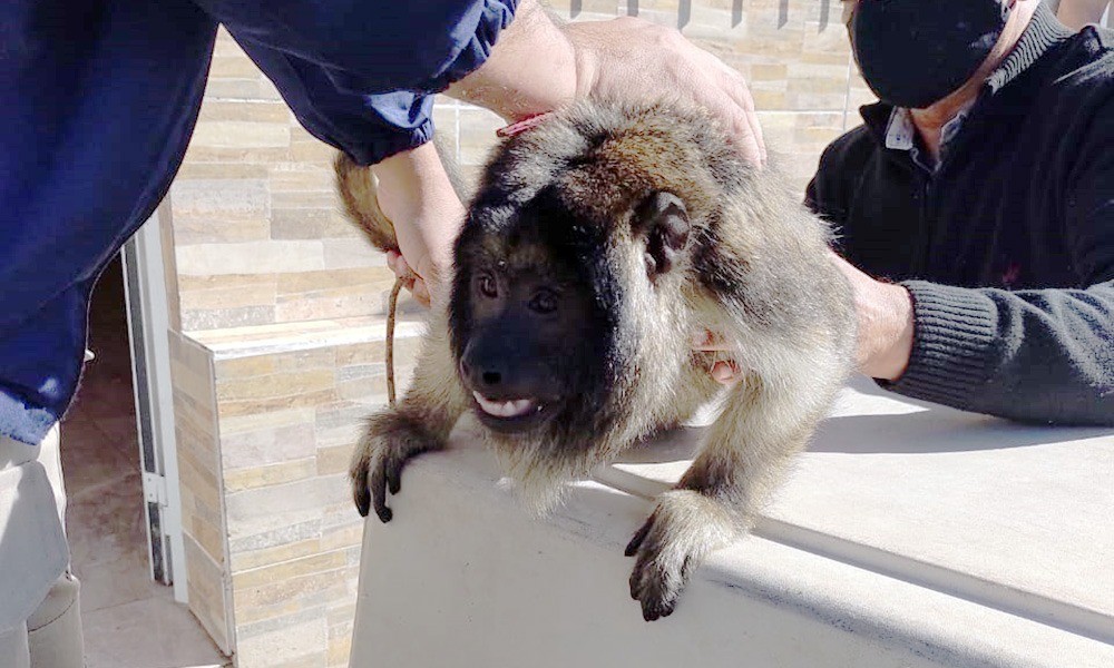 Santa Fe: rescataron un monito carayá que tenían cautivo en una casa | Rosario y la región