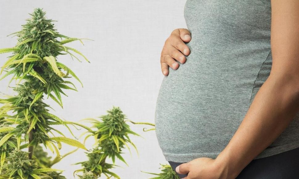 La Sociedad Argentina de Pediatría recomendó "marihuana cero" durante el embarazo y la lactancia | Información General