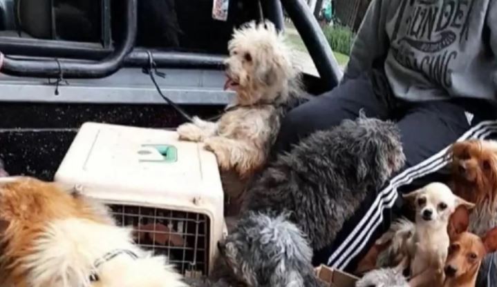 Allanaron un criadero clandestino de perros en Corrientes con 40 animales en estado de abandono | Información General