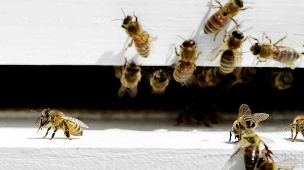 Crearon un test de coronavirus en base a abejas entrenadas | Tecnología