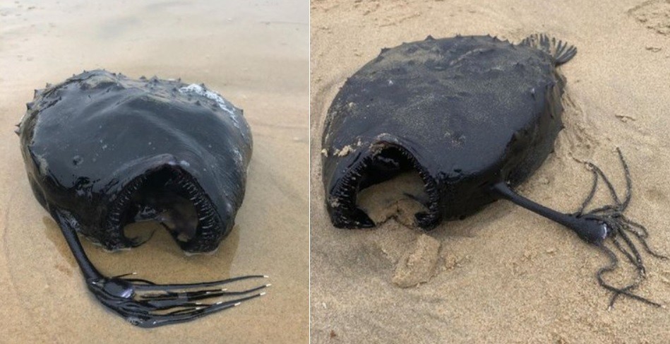 Paseaba por la playa y encontró una rara critatura marina | Tecnología
