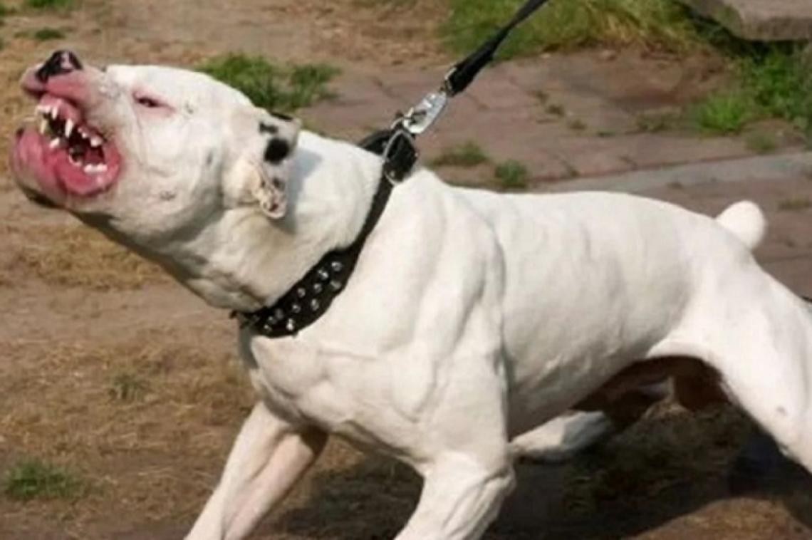 Timbúes: perra pitbull atacó al dueño de una casa y lo mató | Rosario y la región