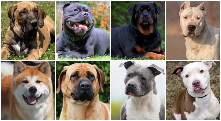 La Plata: Los perros potencialmente peligrosos deberán ser anotados en un registro obligatorio | Información General