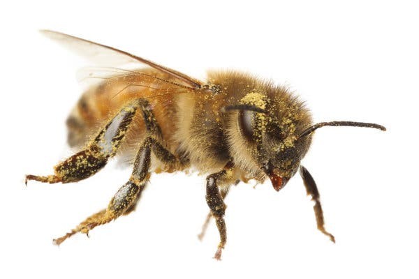 Video: el momento en que dos abejas logran abrir una botella de gaseosa | Tecnología