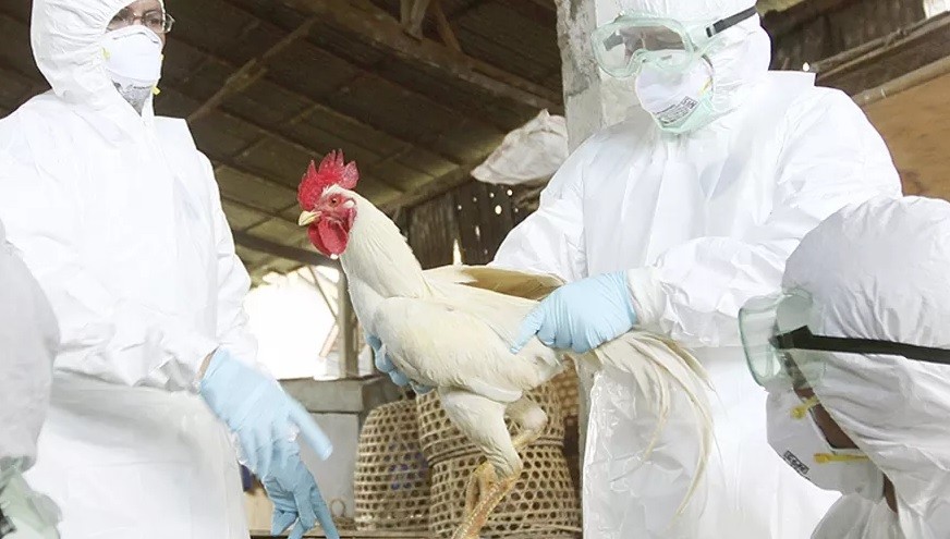 China: confirman el primer contagio humano de cepa H10N3 de gripe aviar | Internacionales