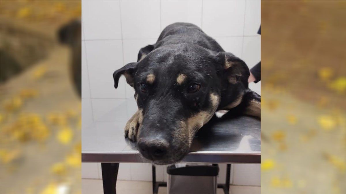 Doloroso caso de maltrato animal en Mendoza: atravesaron a un perro con un hierro | Información General