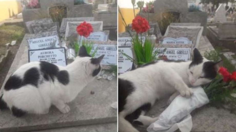 La conmovedora historia de la gatita que cuida una tumba: "Es una señal porque mi mamá era amante de los animales" | Tecnología