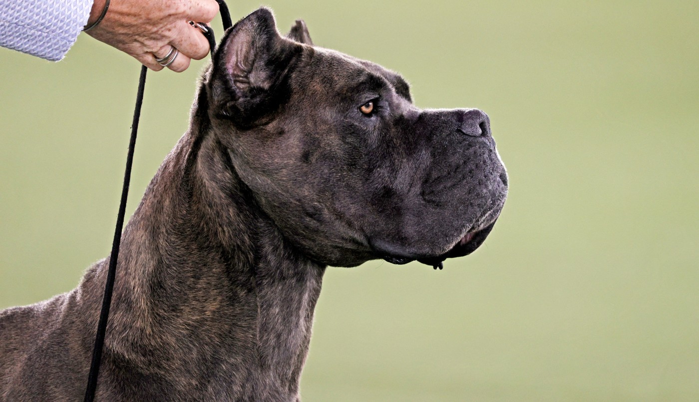 Estados Unidos prohibirá el ingreso de perros provenientes de más de 100 países por la rabia | Tecnología